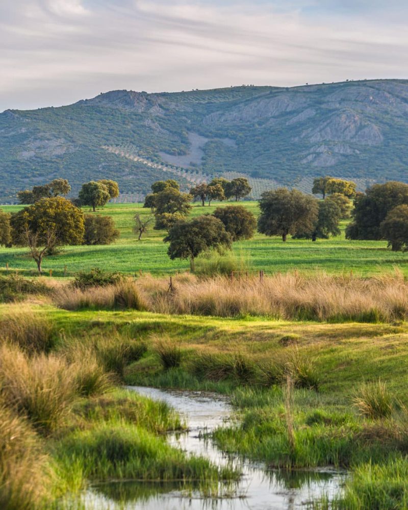Cabañeros oaks landscape, Ciudad Real, Spain.